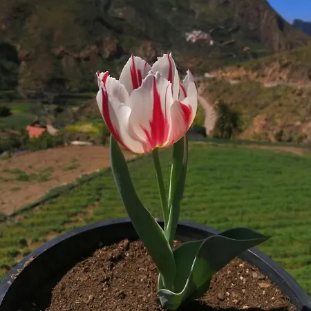 Holiday home Casa Rural La Solana